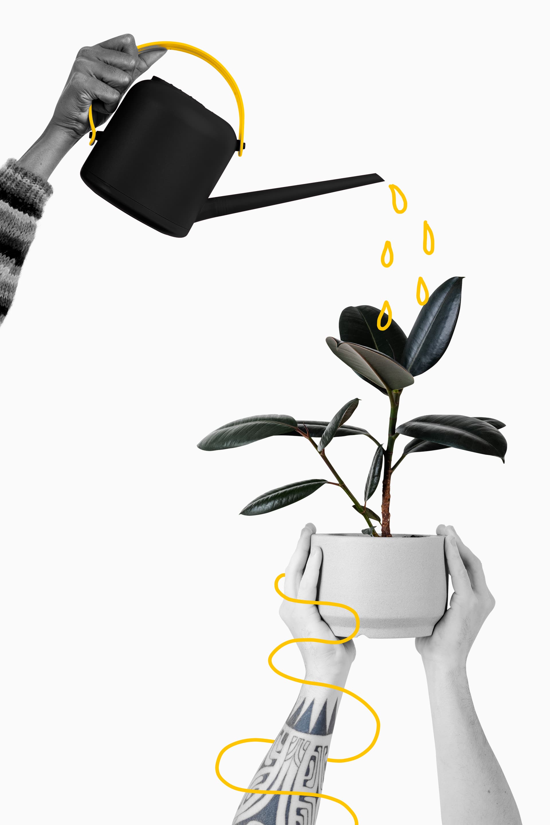 plant